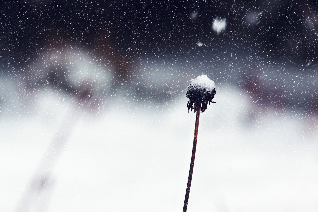 flower snow winter free photo