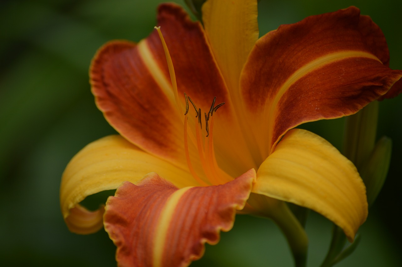 flower lily garden free photo