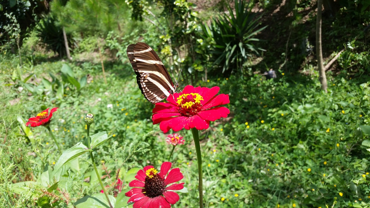 flower butterfly garden free photo
