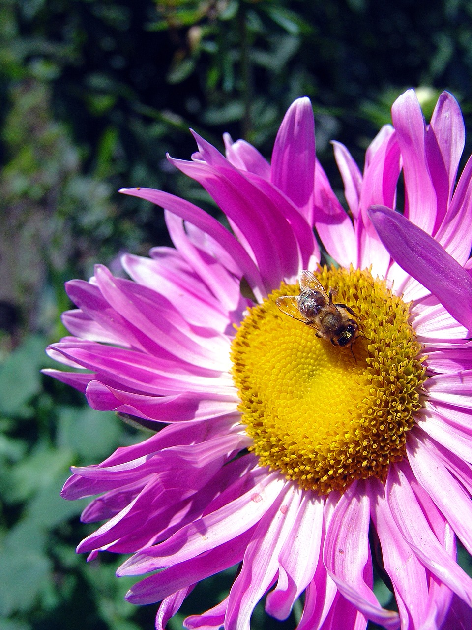 flower summer garden flower free photo