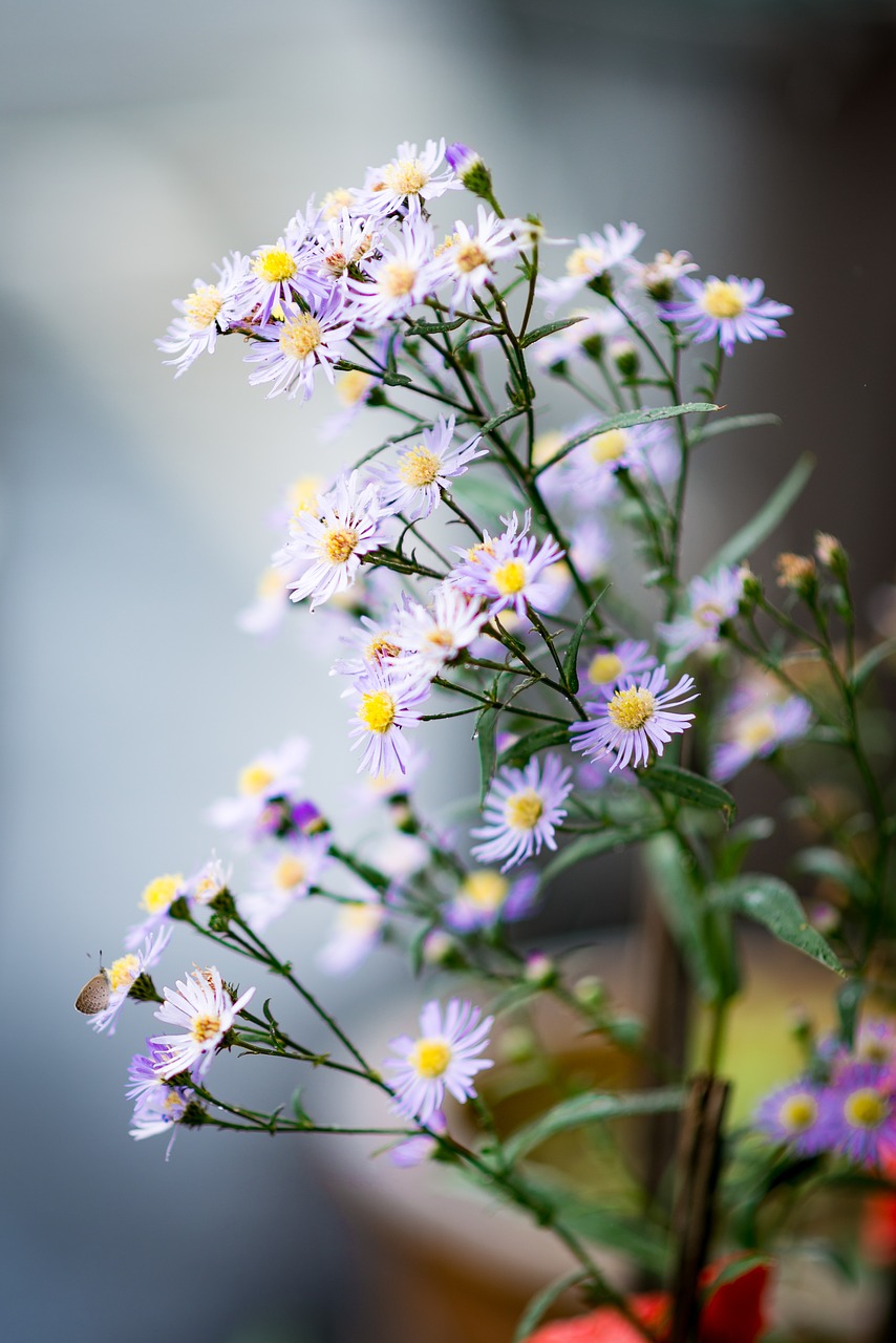 flower plant beautiful free photo