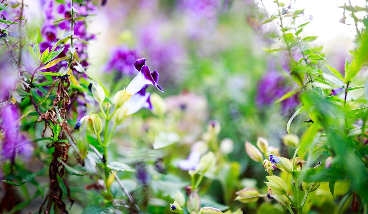 flower purple nature free photo