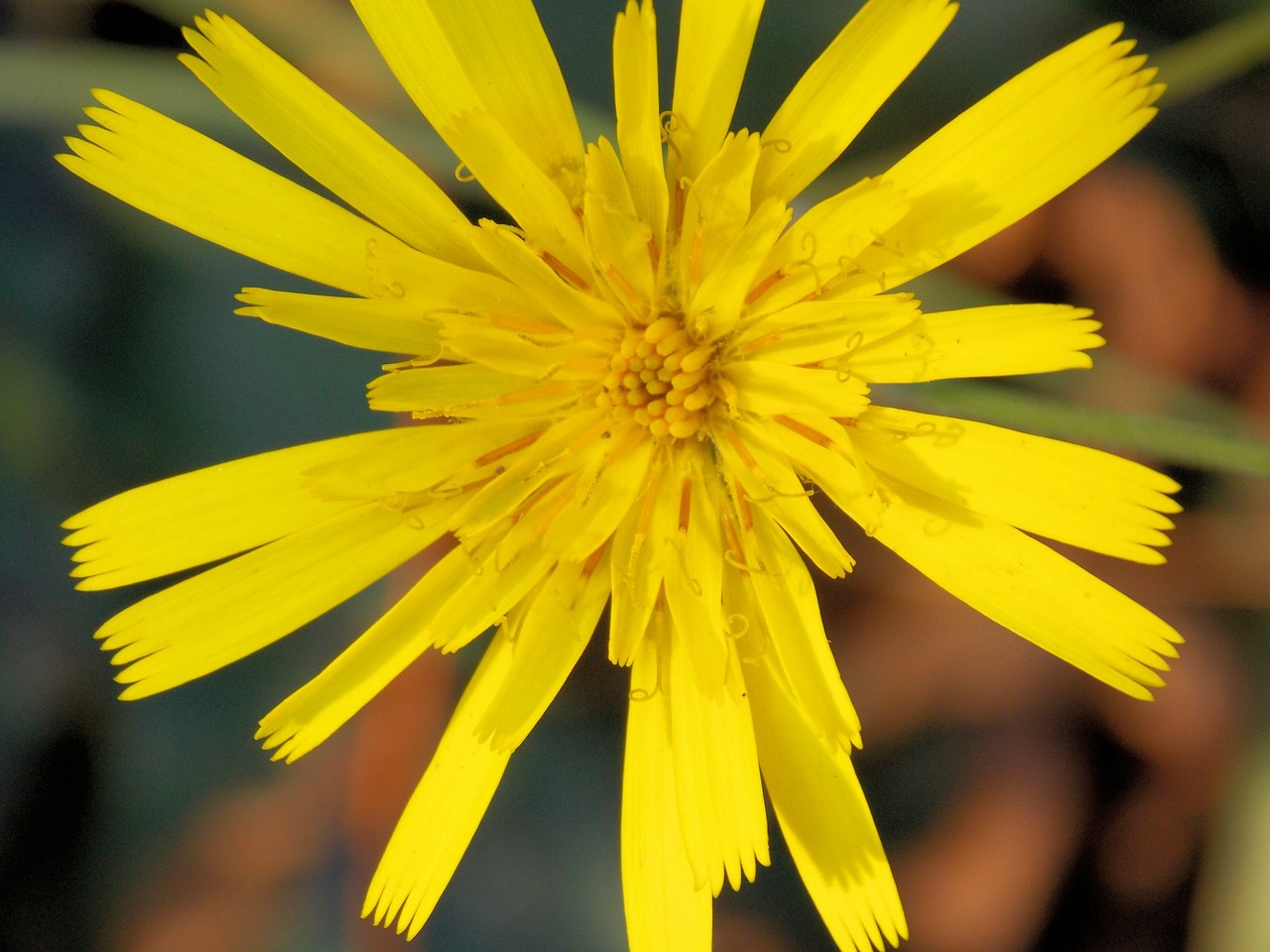 flower macro spring free photo