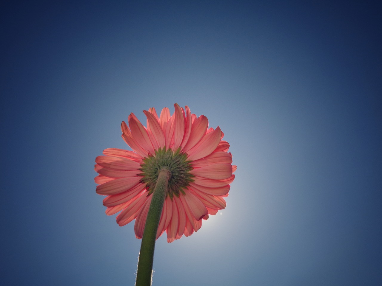 flower sky flowers free photo