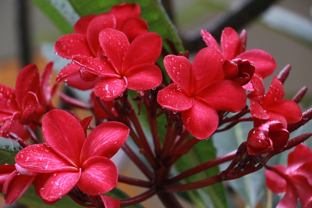 flower flora red free photo