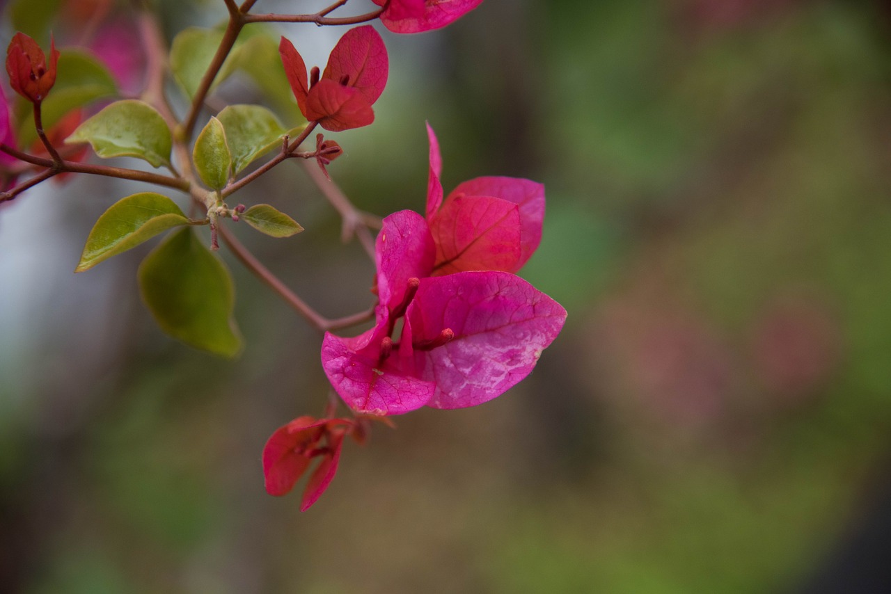 flower bougainvillea spring free photo