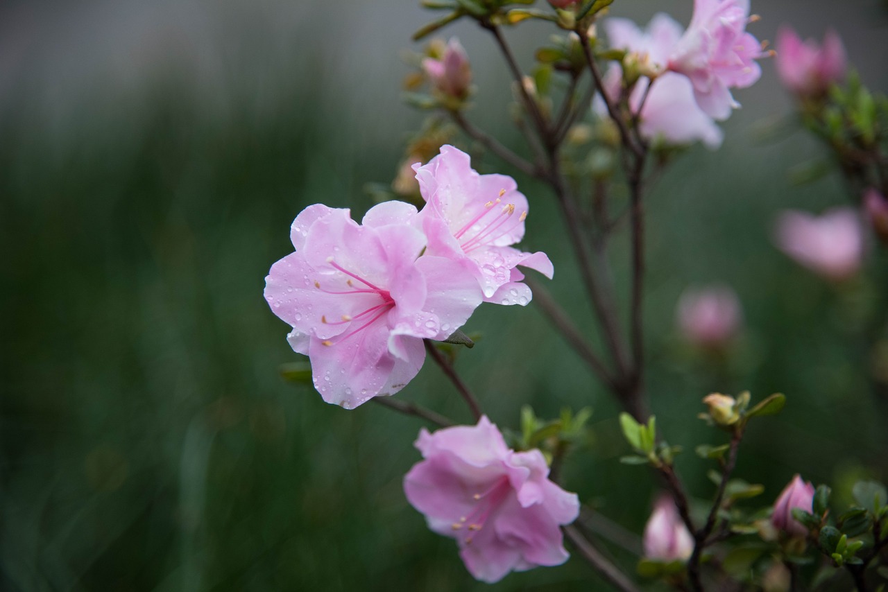 flower spring flowering free photo