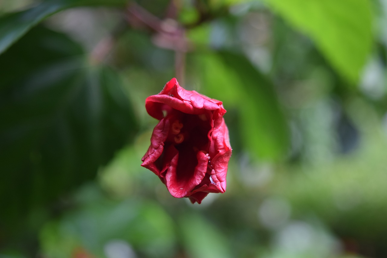 flower red flower nature free photo