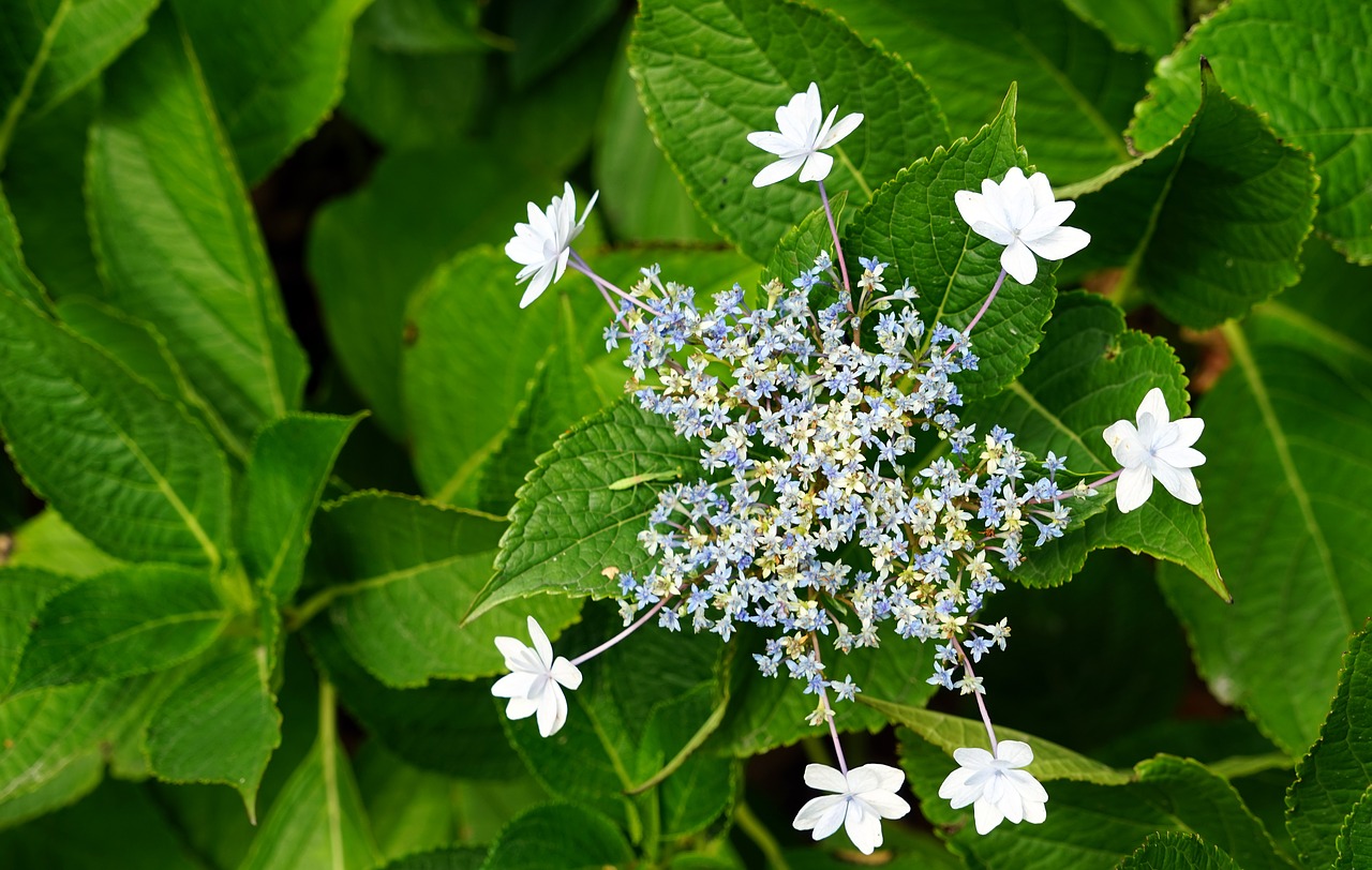 flower garden flowers free photo