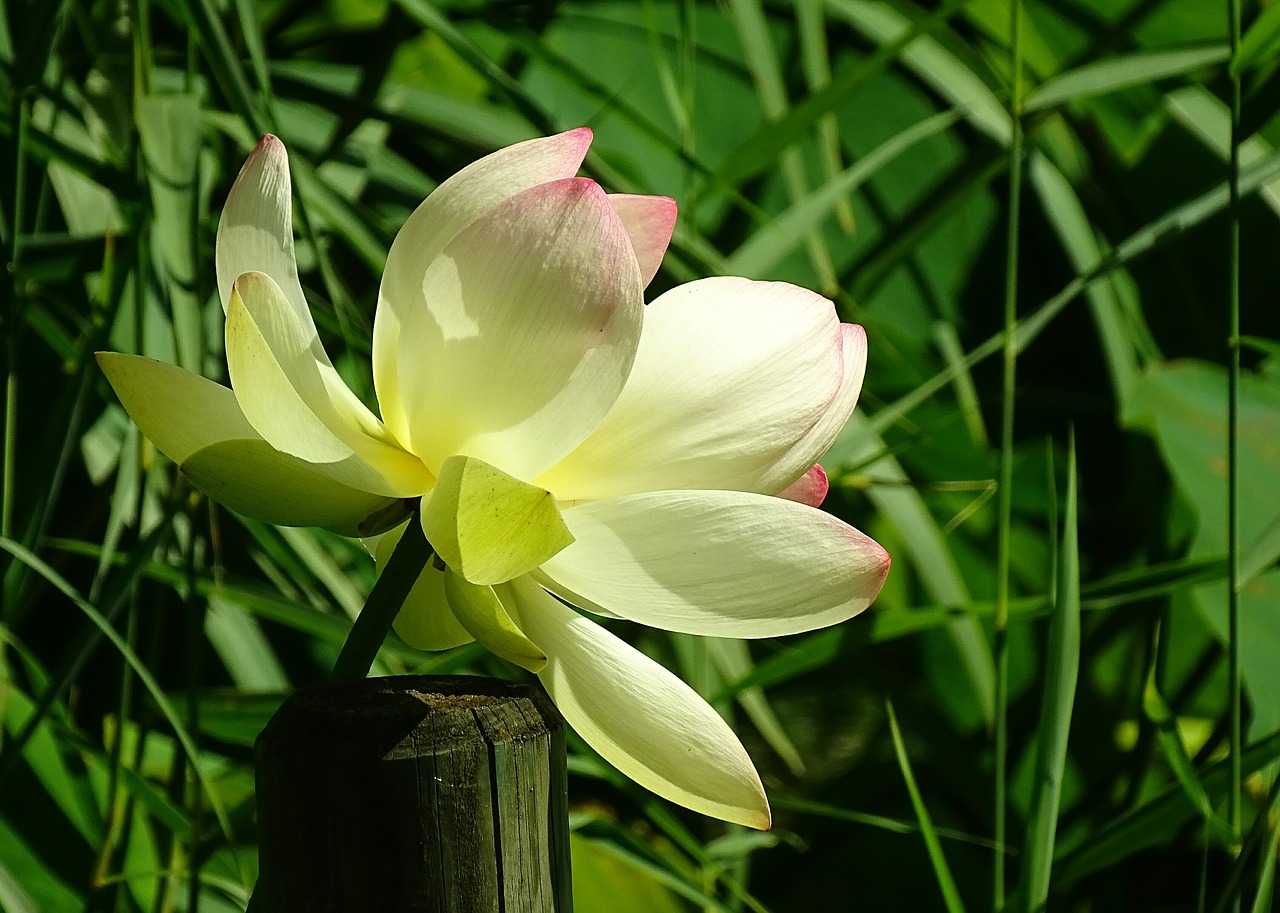 flower lotus lotus blossom free photo