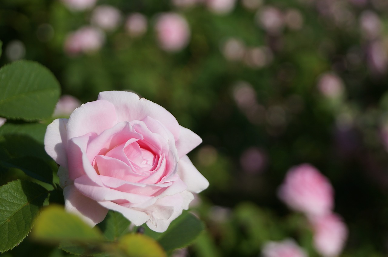 flower beauty plant free photo