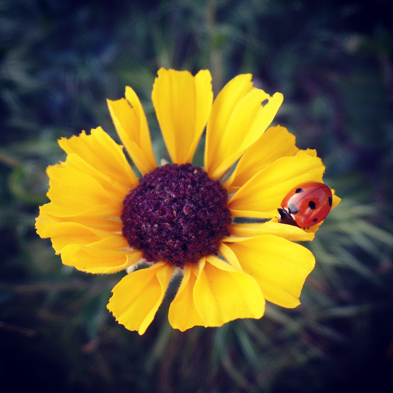 flower yellow sunflower free photo