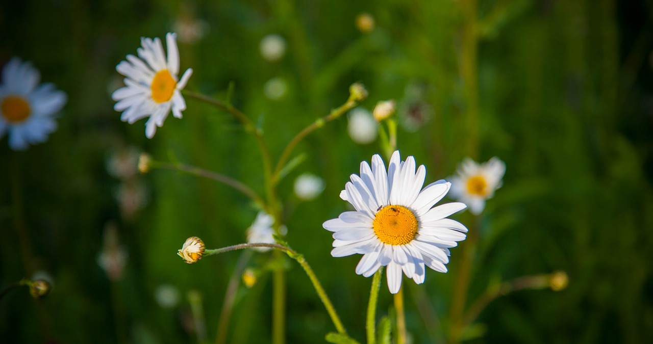 flower green floral free photo