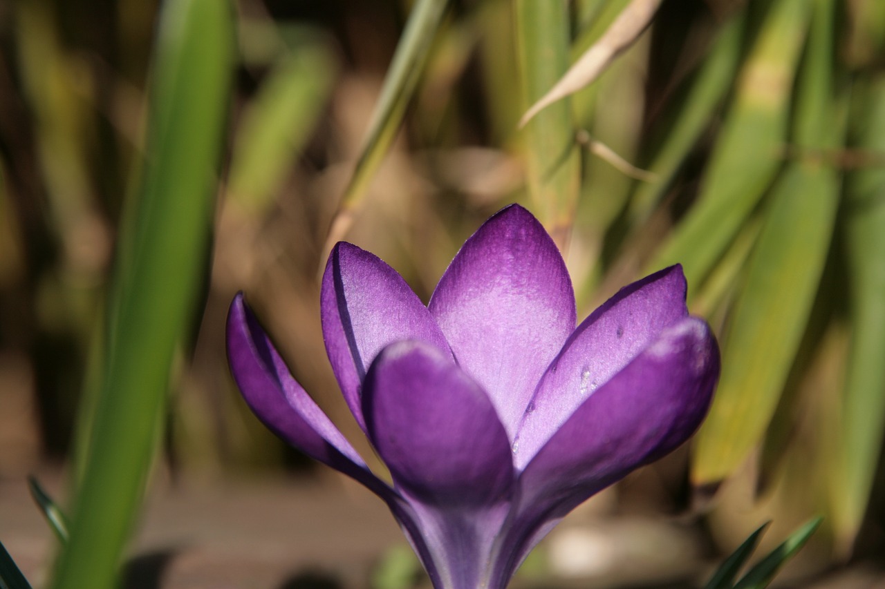 flower purple close up free photo