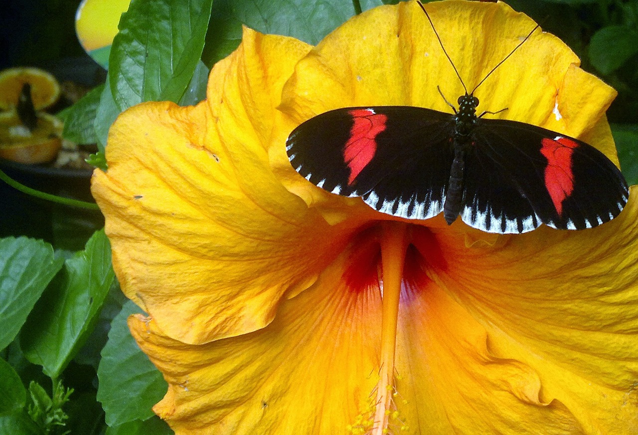 flower butterfly summer free photo