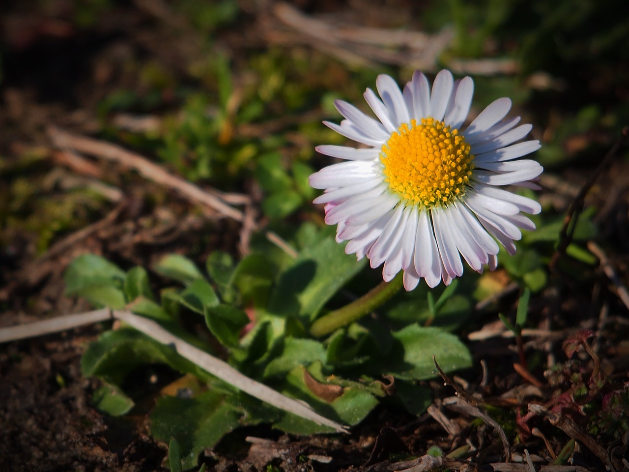 flower spring winter is over free photo