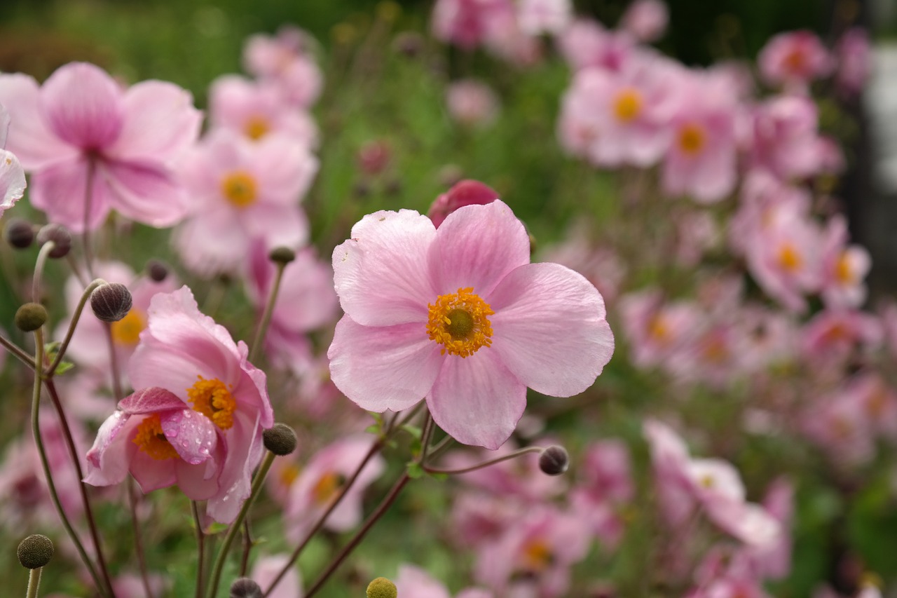 blossom bloom pink free photo