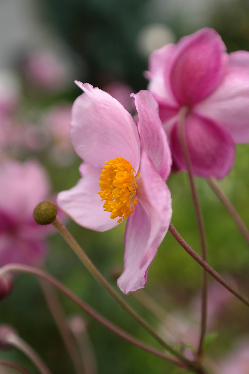 blossom bloom pink free photo