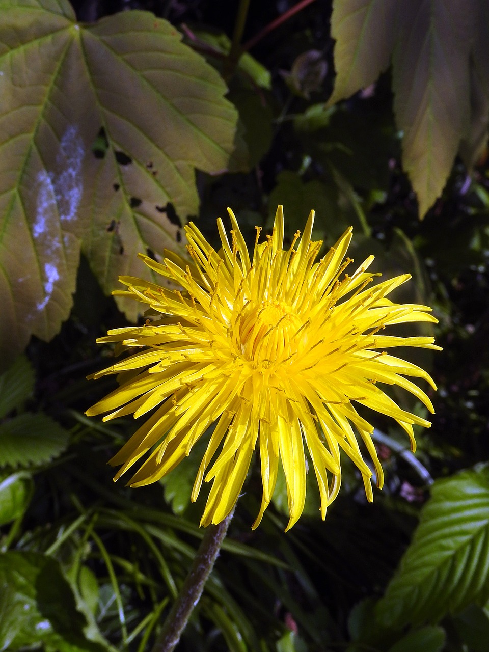 flower blossom bloom free photo