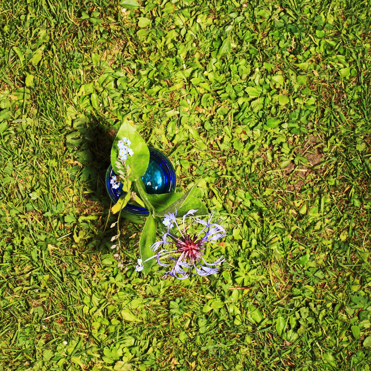 flower from above grass free photo