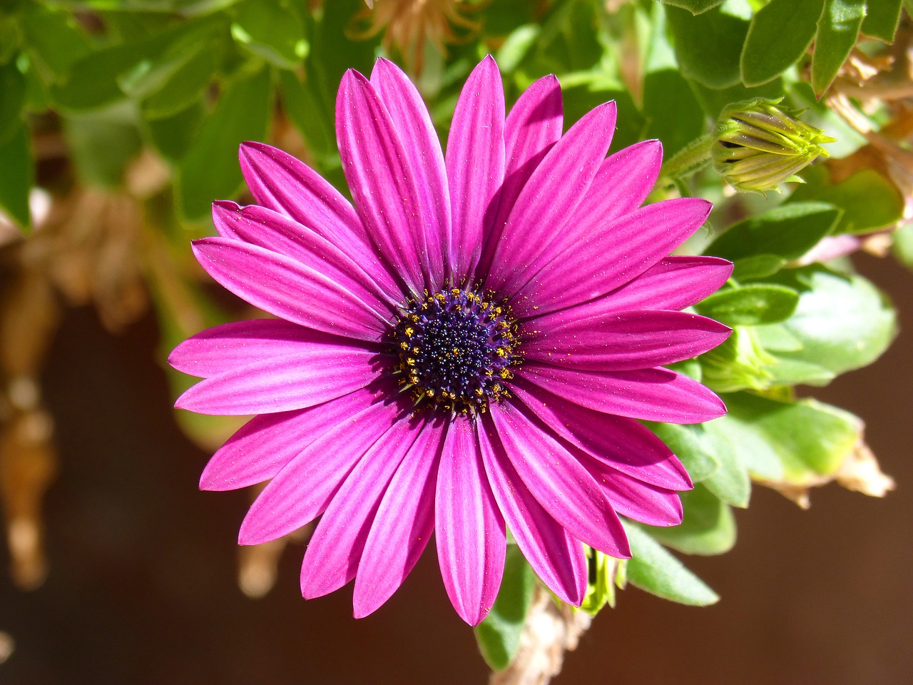 flower purple purple flower free photo