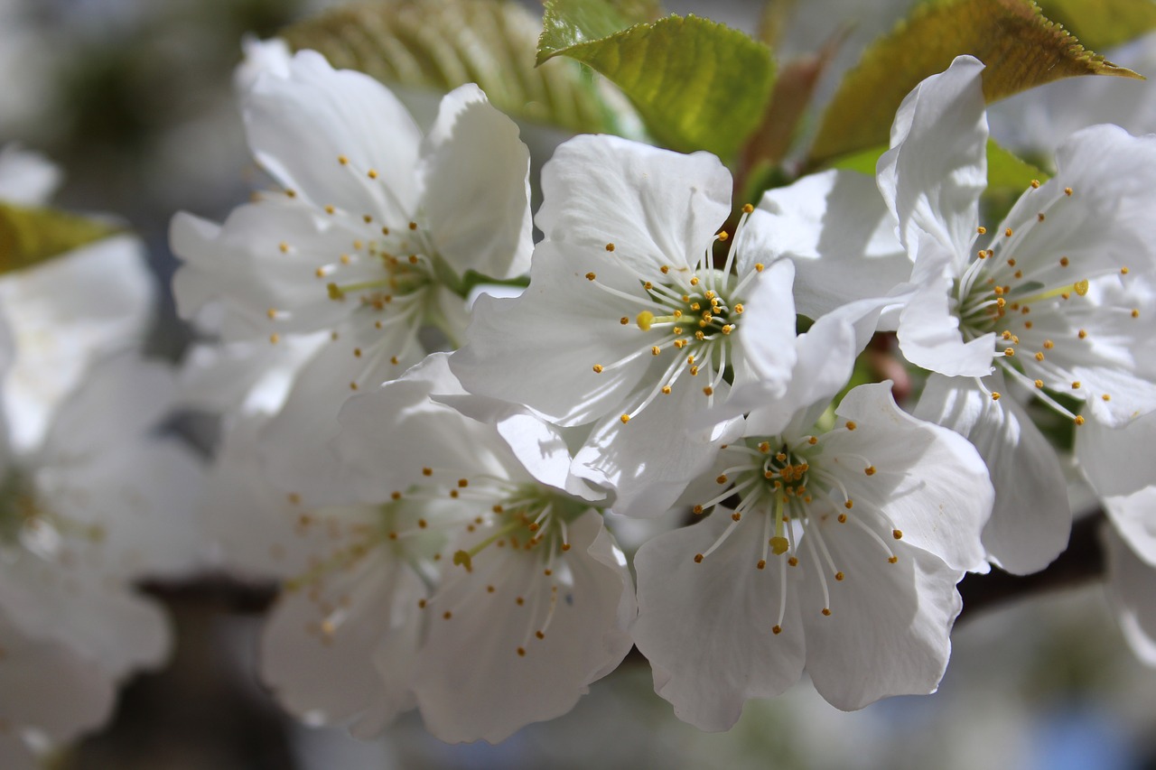 flower spring cherry free photo