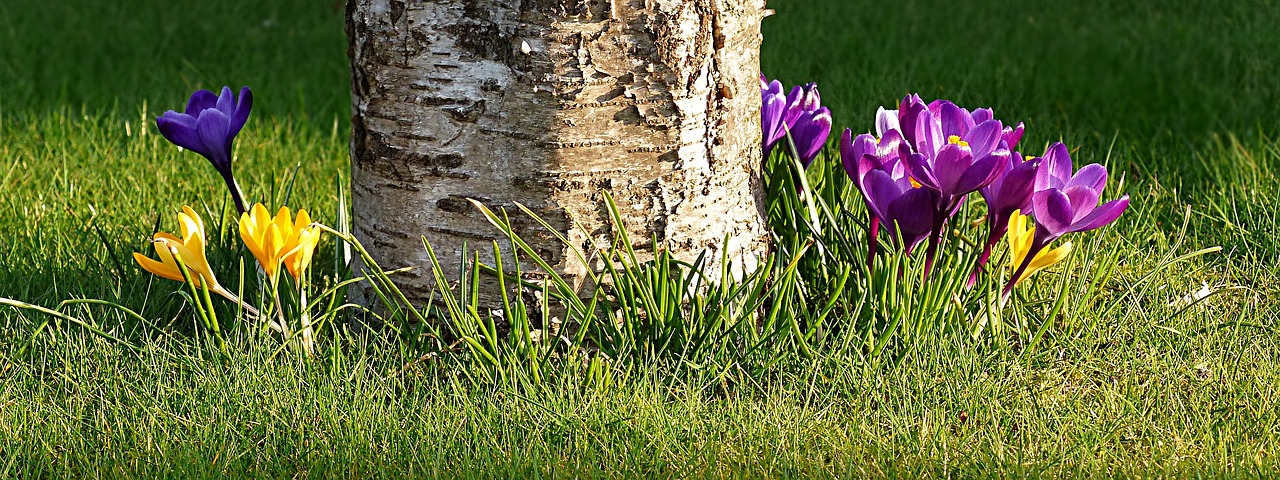 flower crocus early bloomer free photo