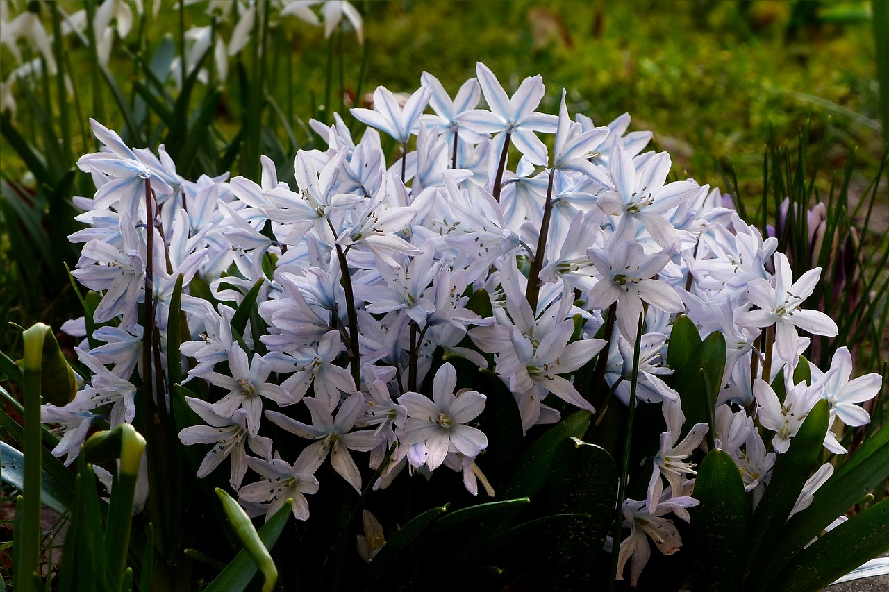 flower early bloomer scilla free photo