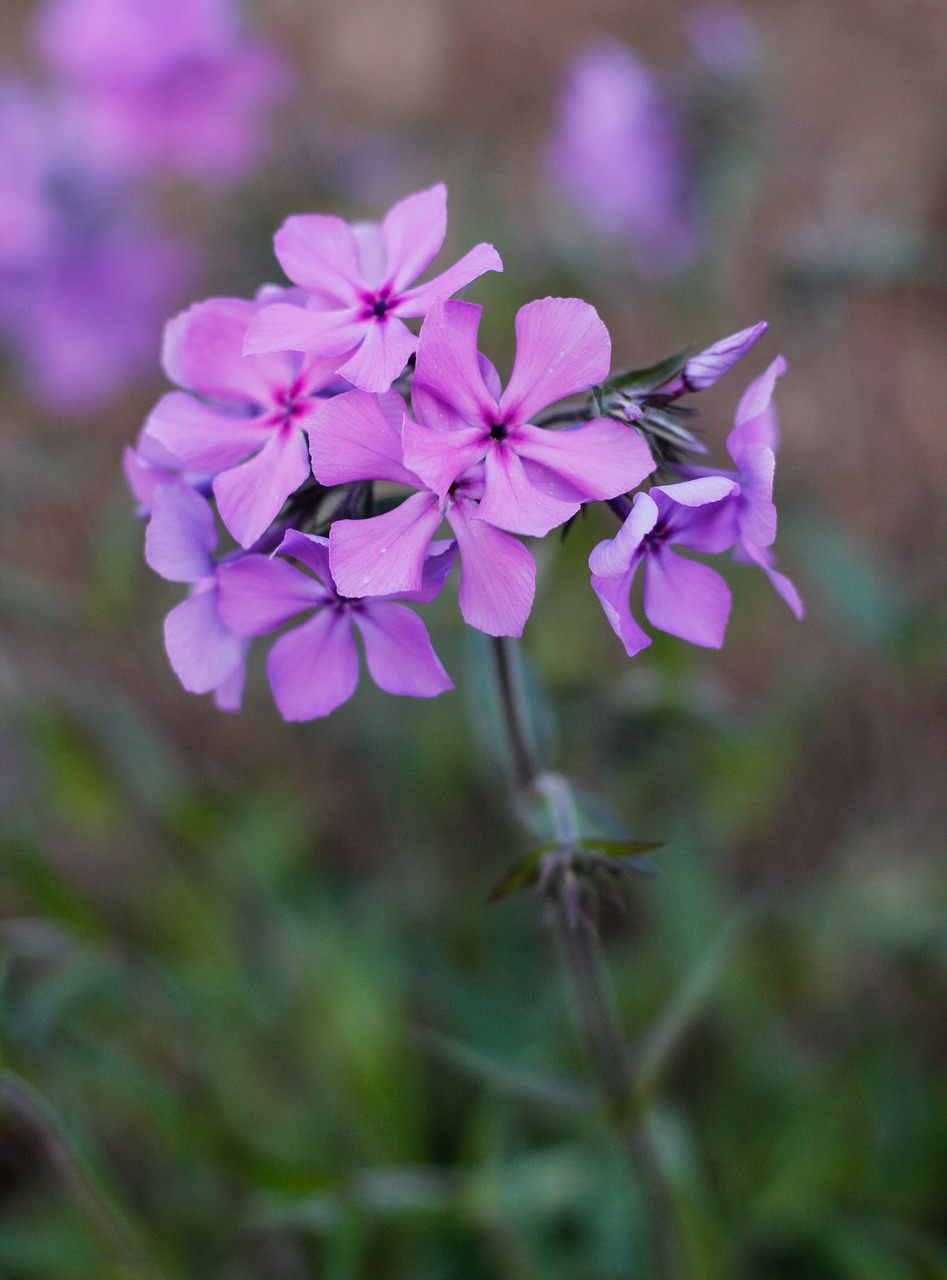 flower spring purple free photo