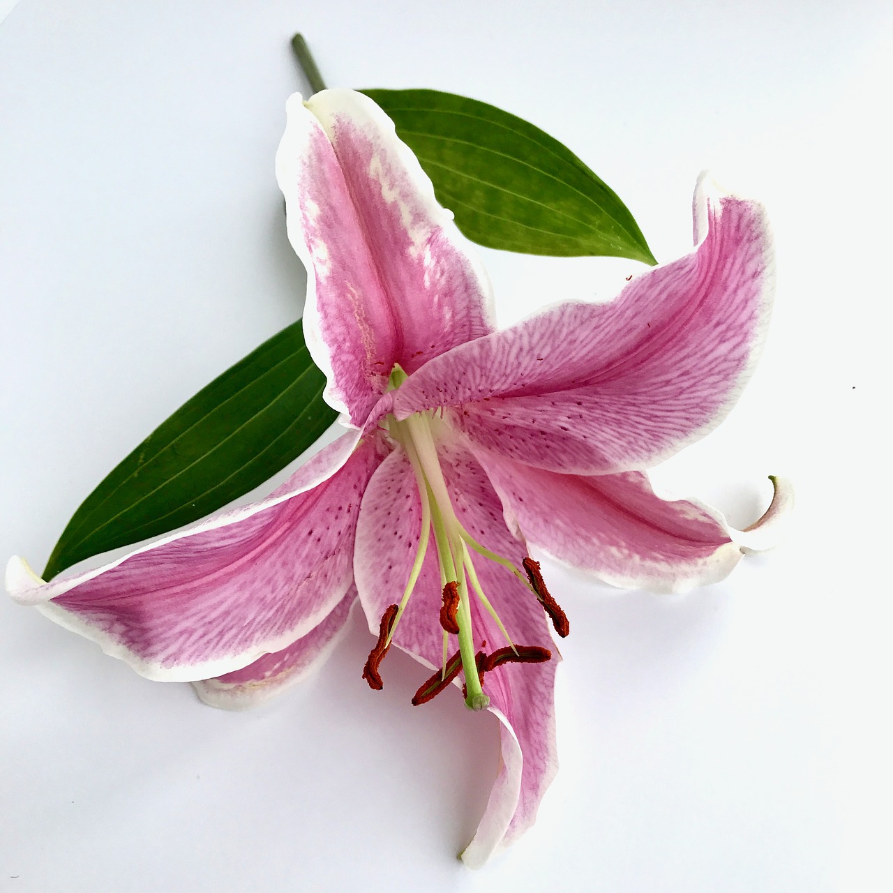 flower lily pink free photo