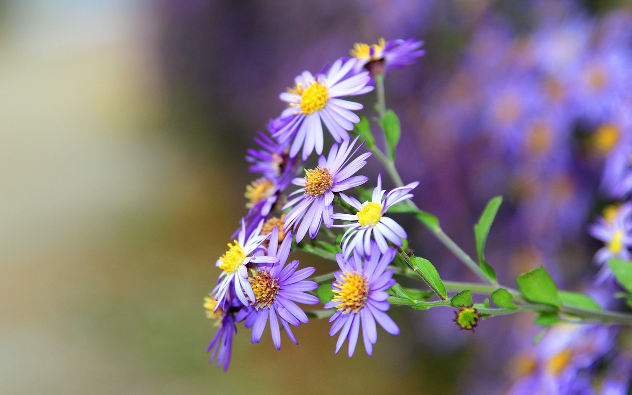 flower flowers violet free photo