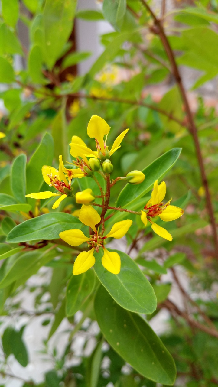 flower yellow flowers spring free photo