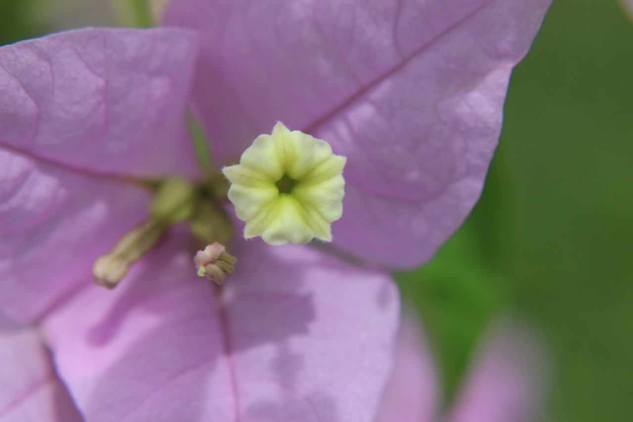 flower blossom bloom free photo