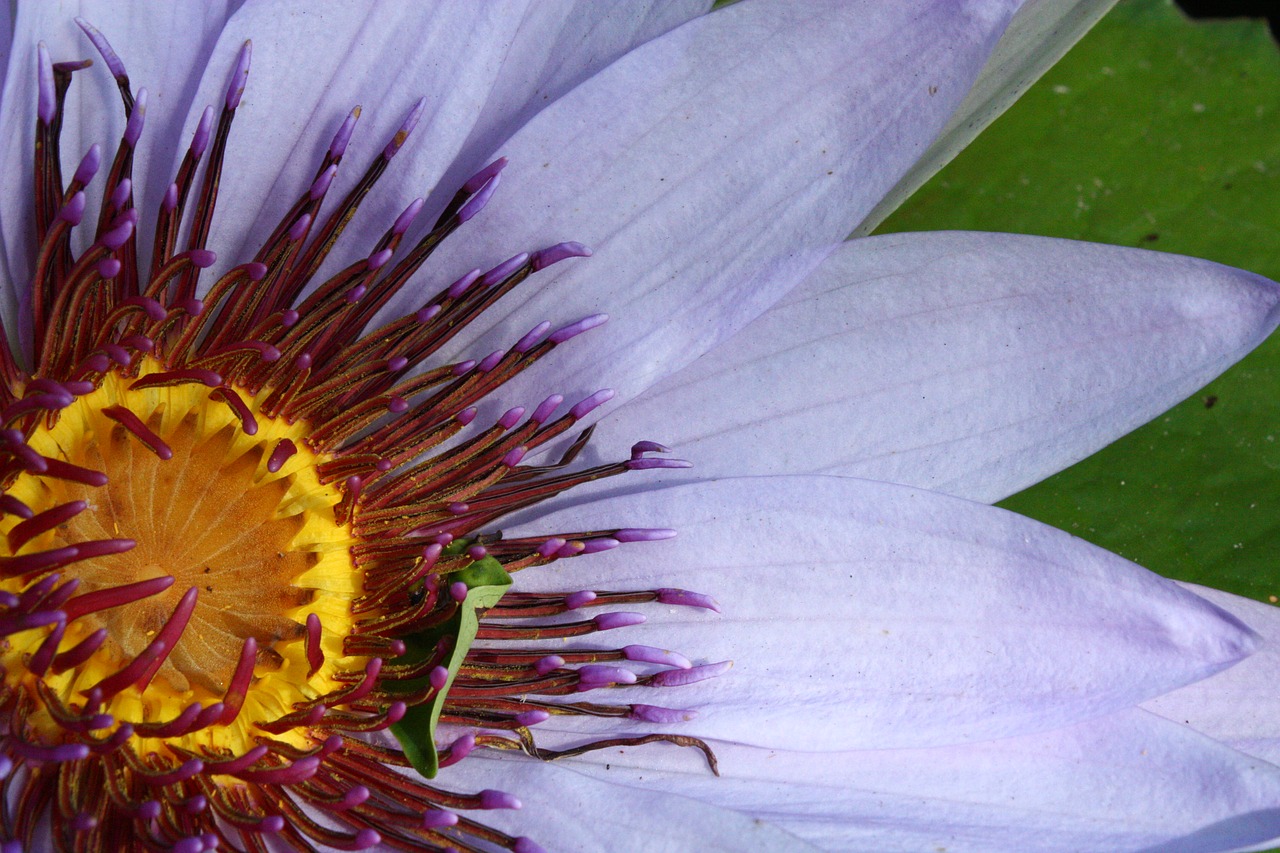 flower flower close-up macro free photo