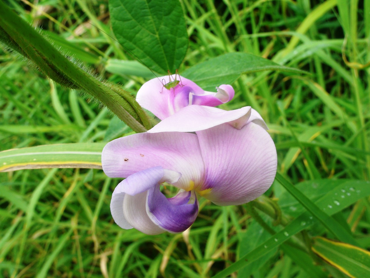 flower hawaii tropical free photo