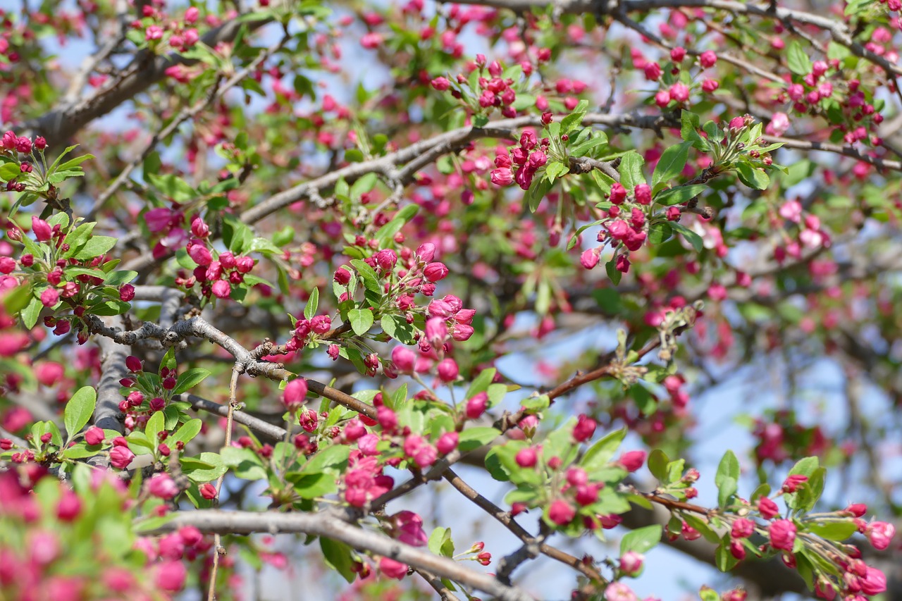 flower landscape floral free photo