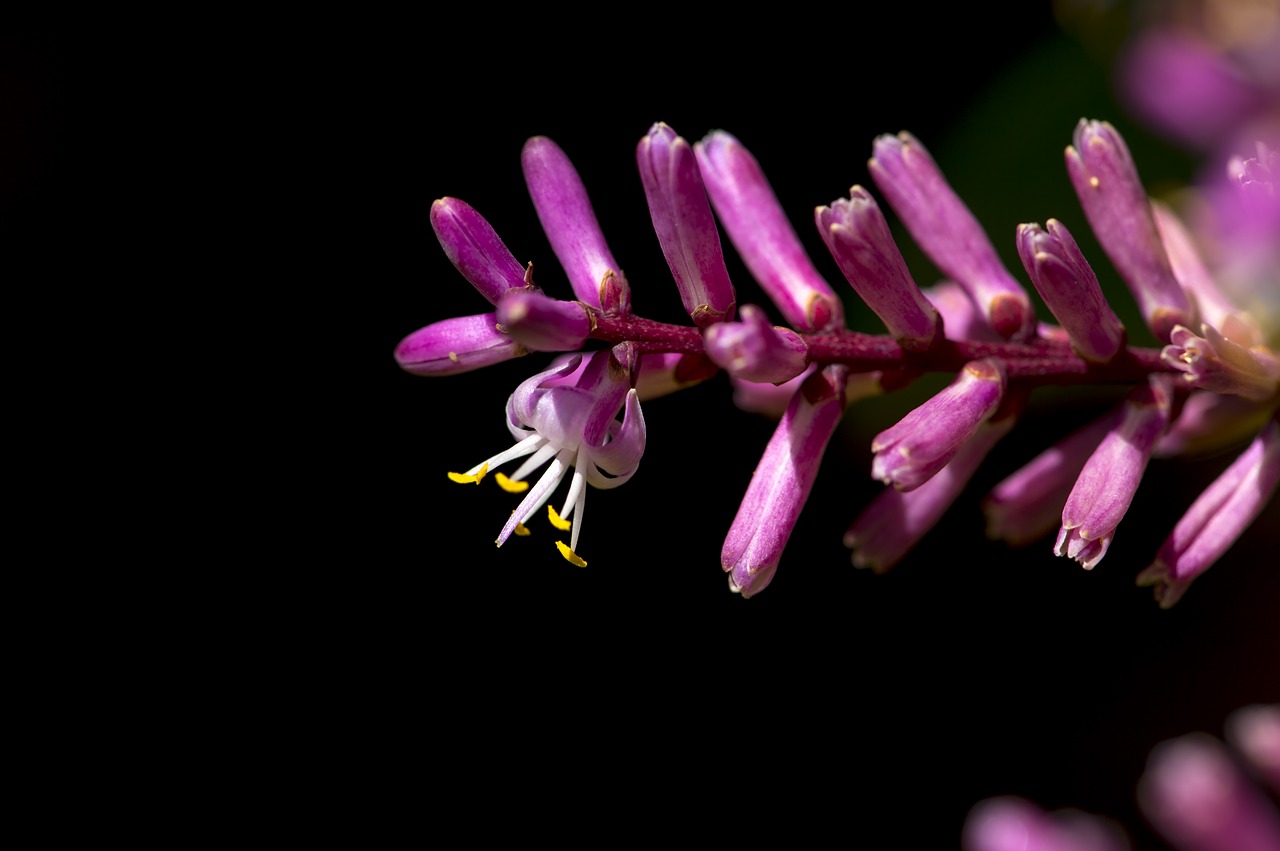 flower macro photography pink free photo