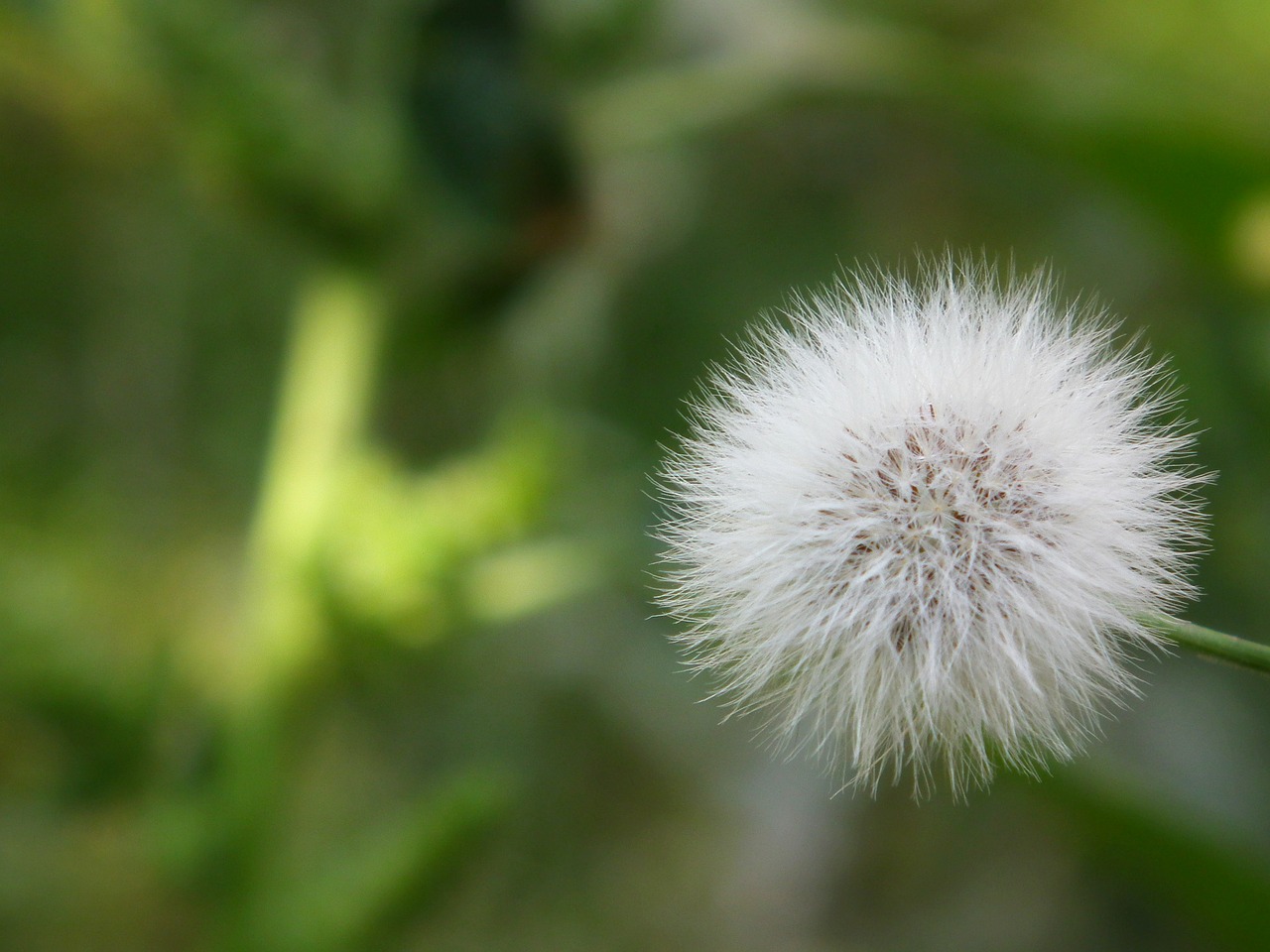 flower dandelion furry free photo