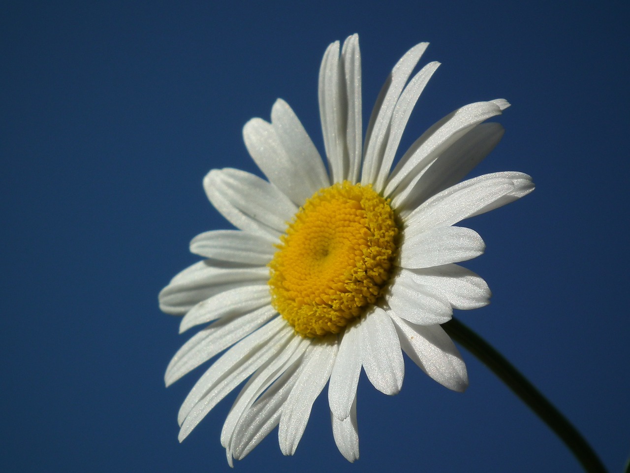 flower daisy white free photo