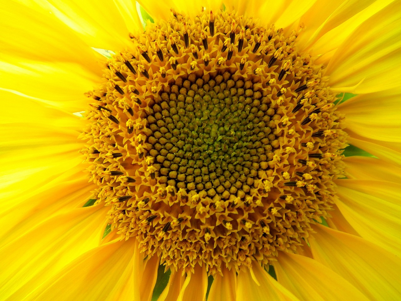 flower flowers sunflower free photo