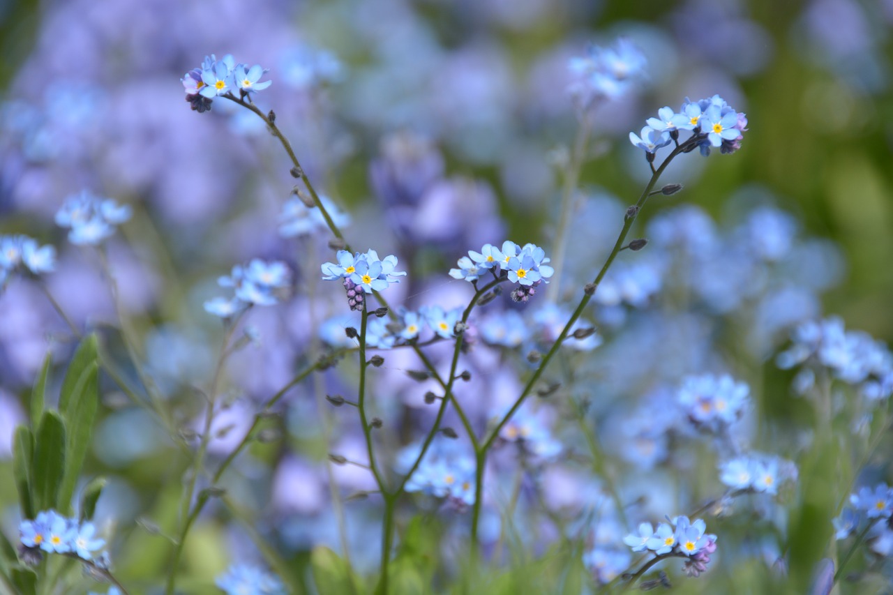 flower blue forget me maybe free photo