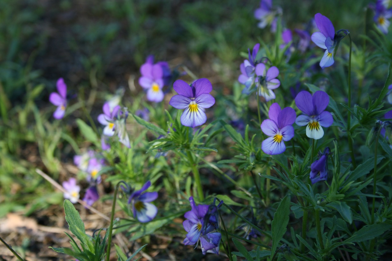 flower blue spring free photo