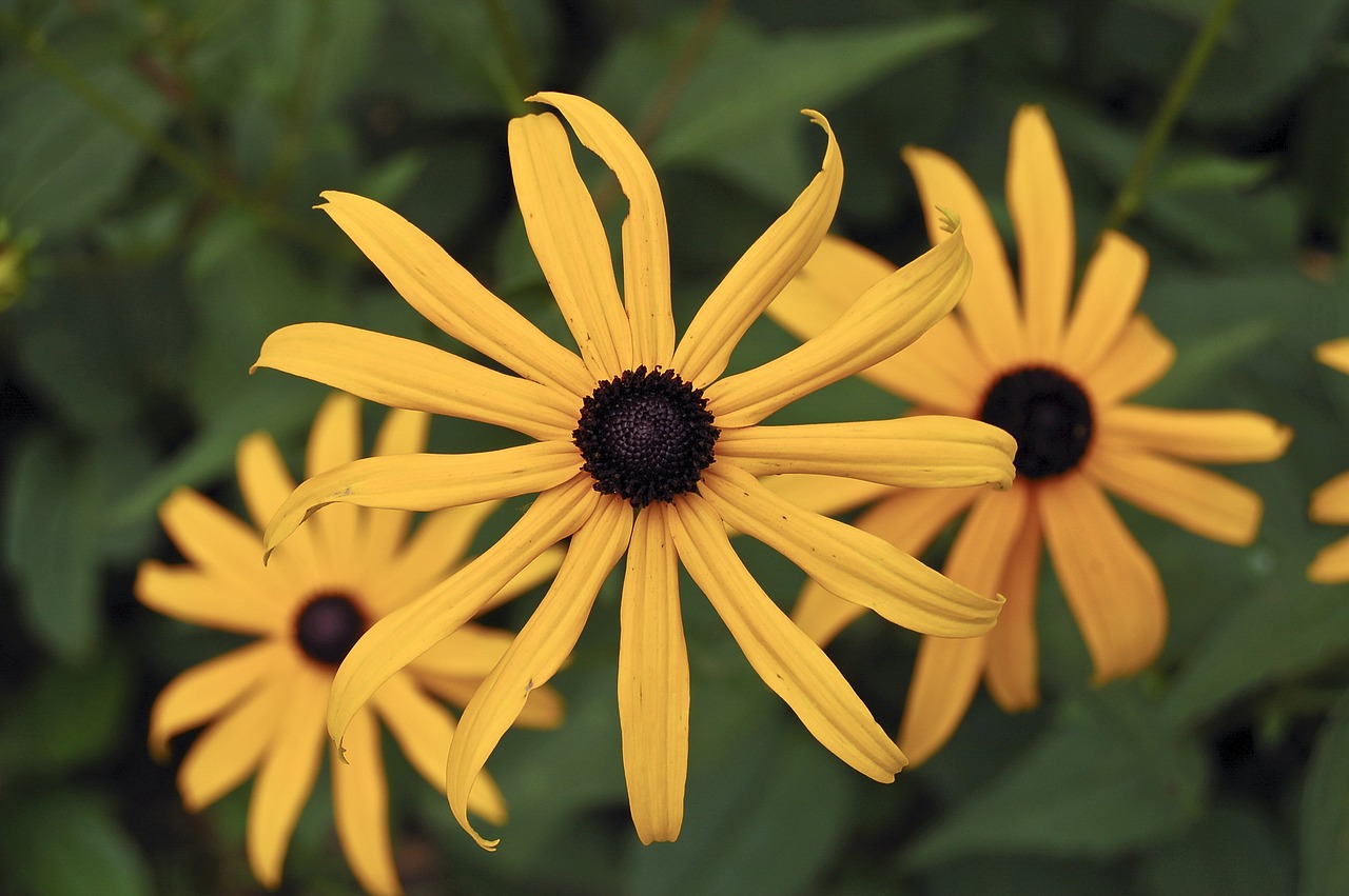 flower yellow spring free photo