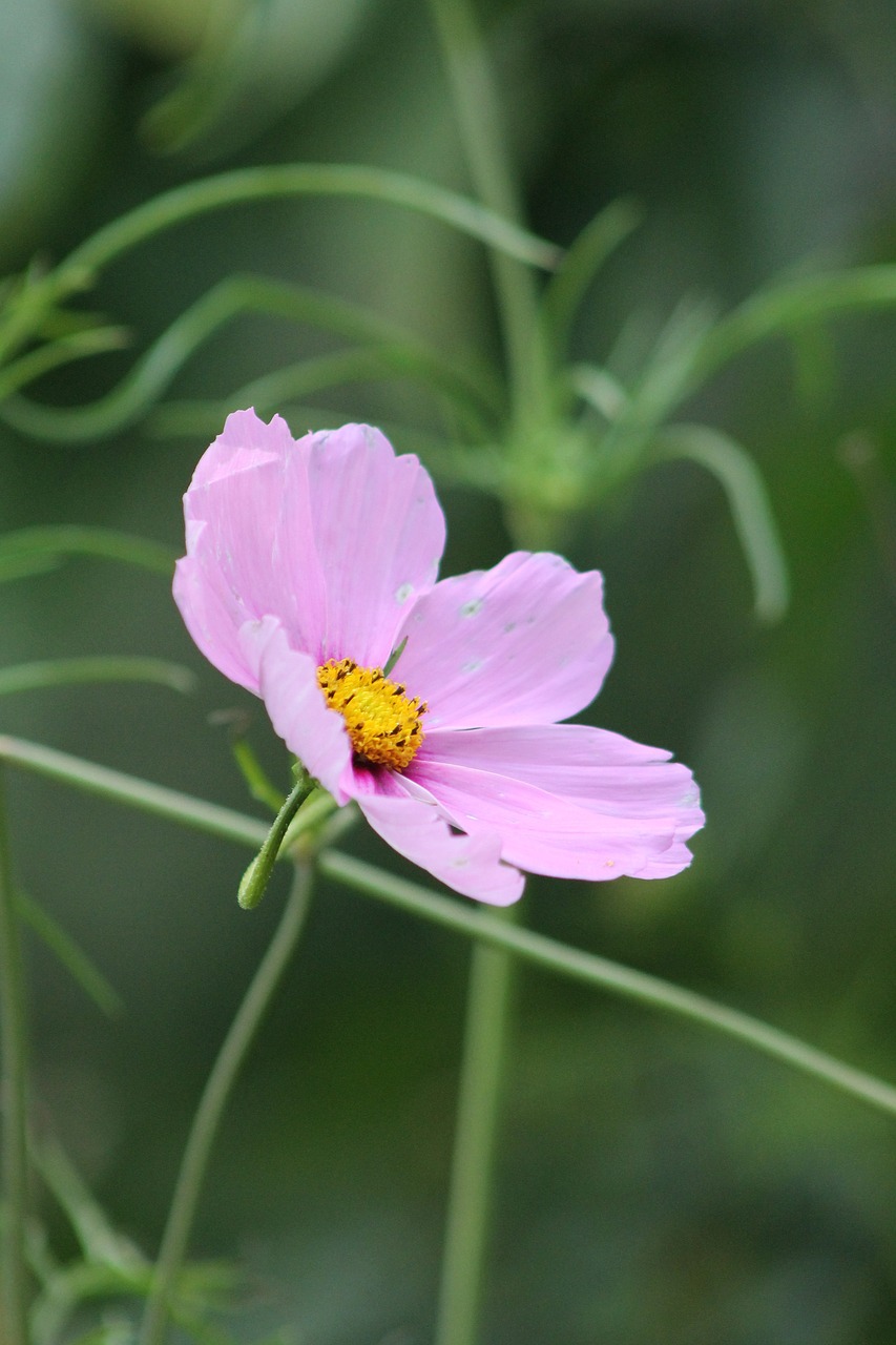 flower spring natural free photo