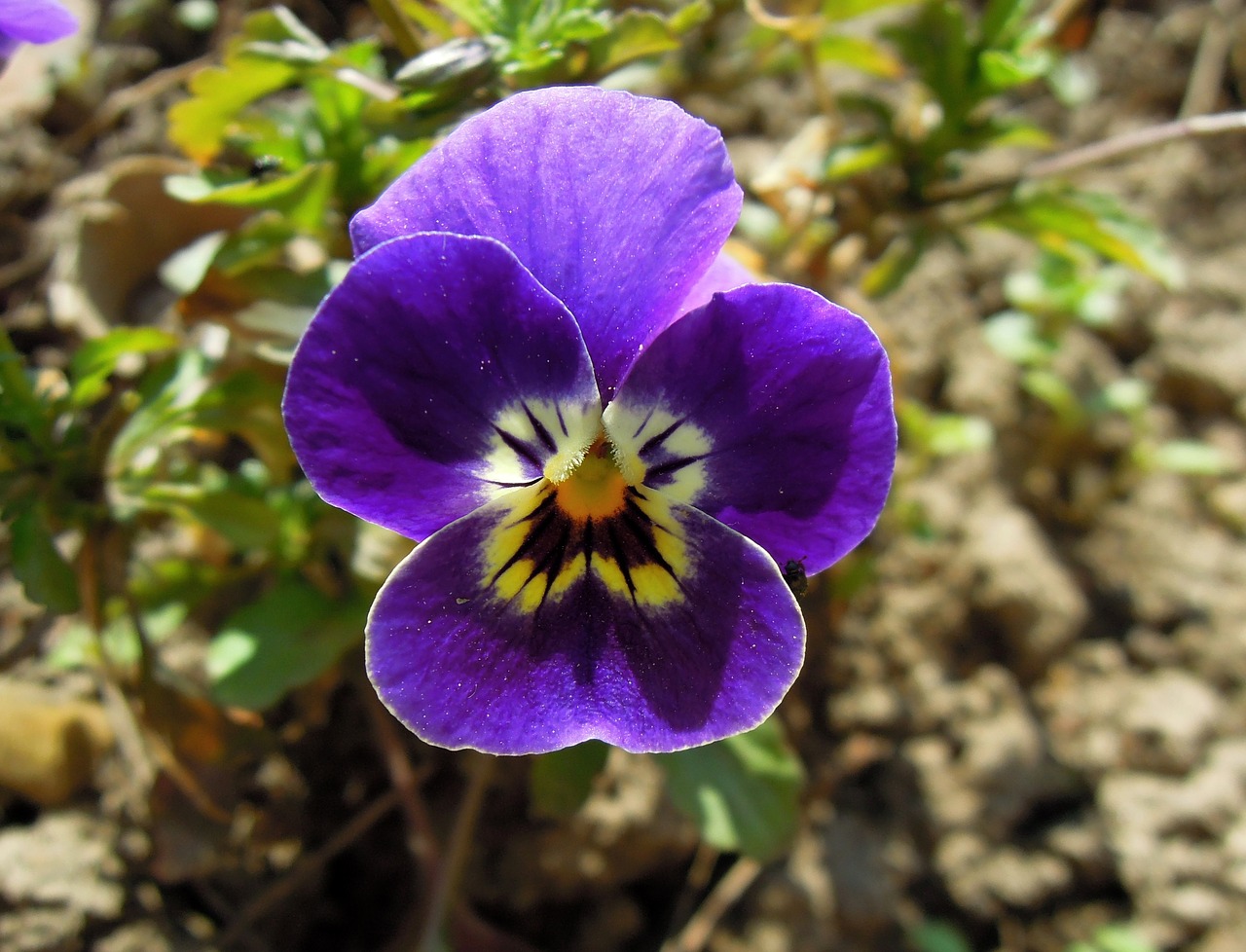 flower plant pansy free photo