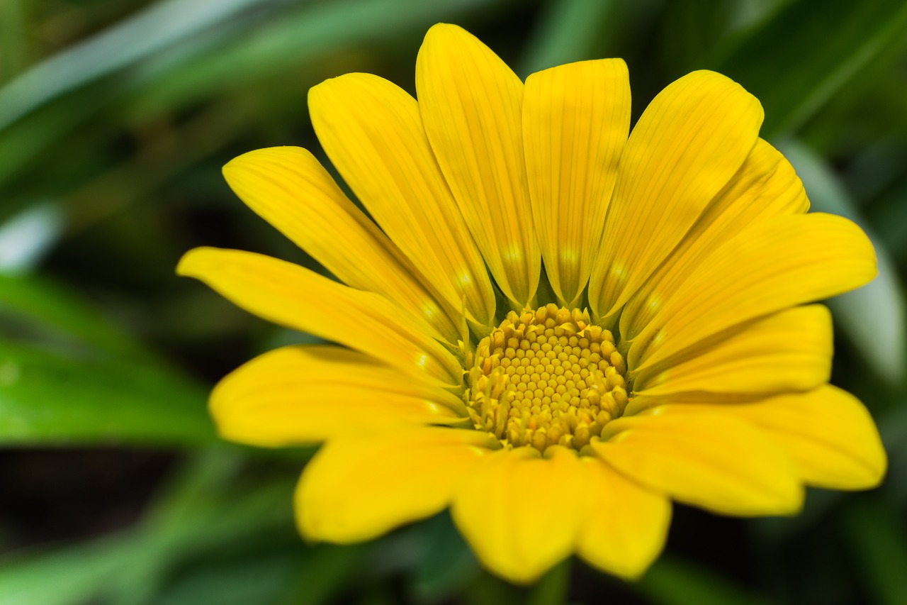 flower yellow plant free photo