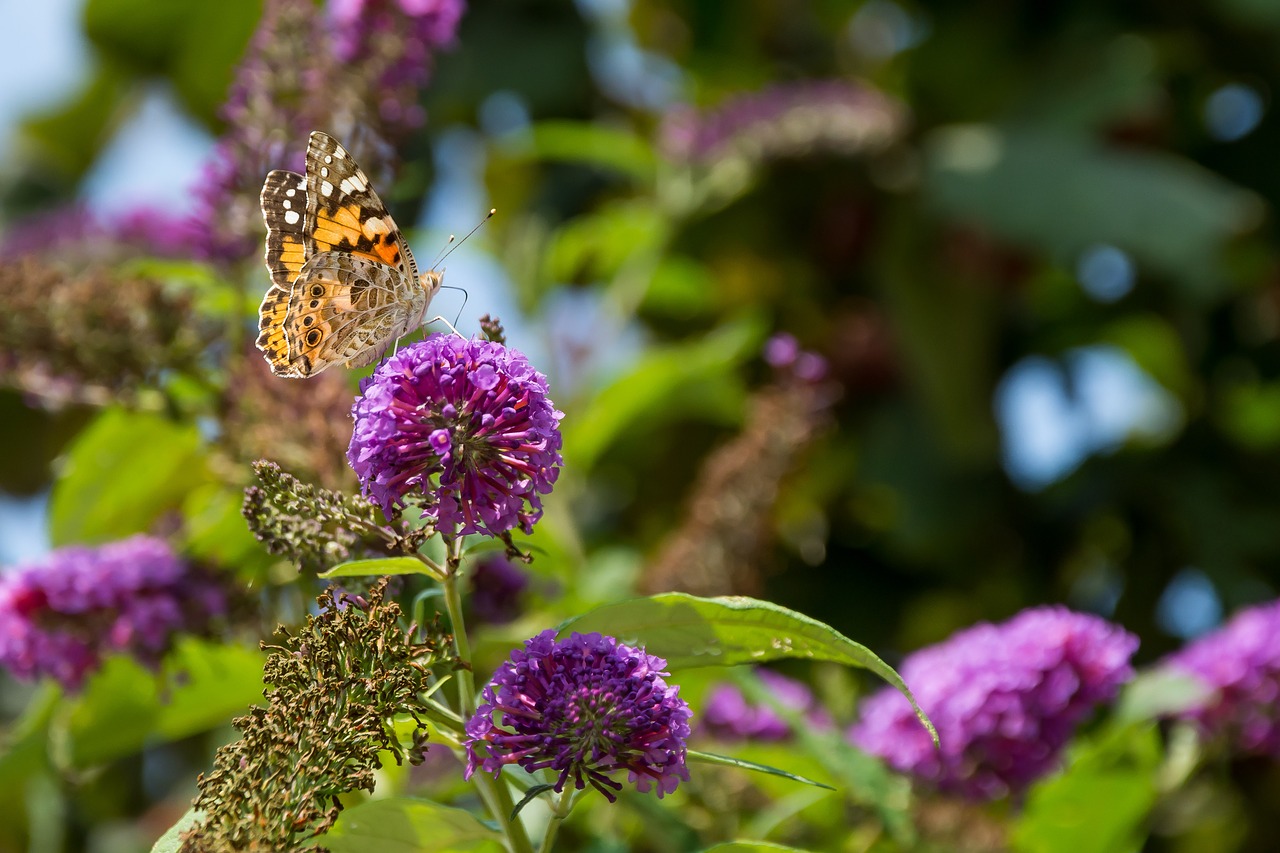 flower flying insects butterfly wings free photo