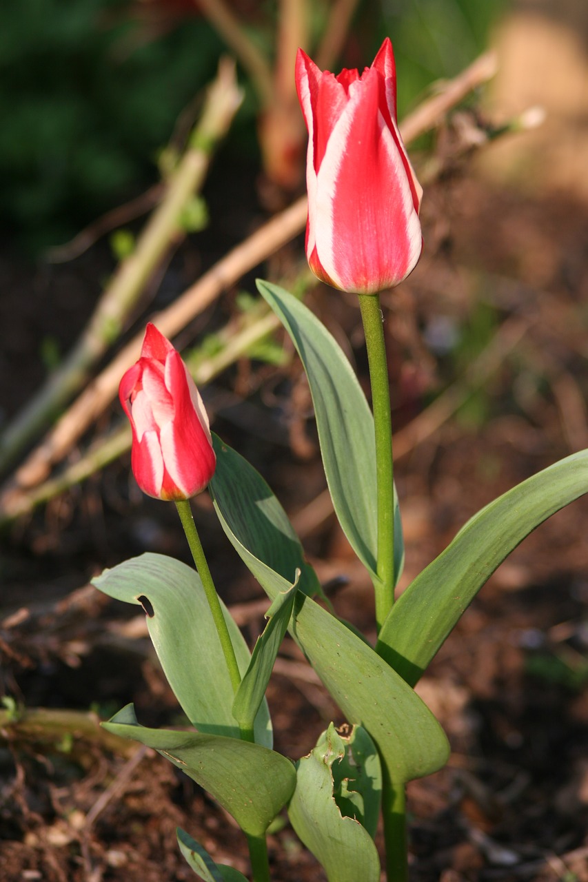 flower tulip nature free photo