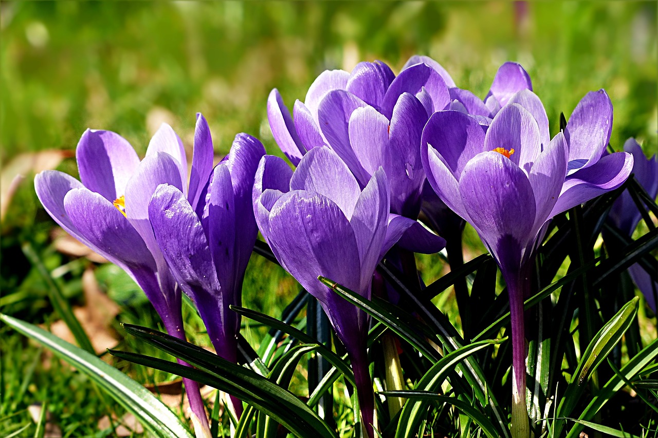 flower crocus violet free photo