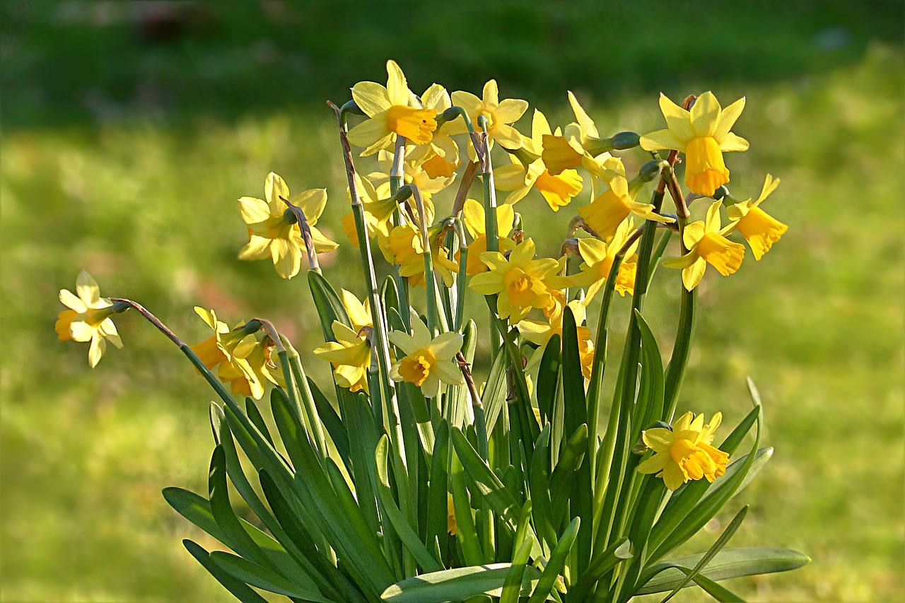 flower daffodil narcissus free photo